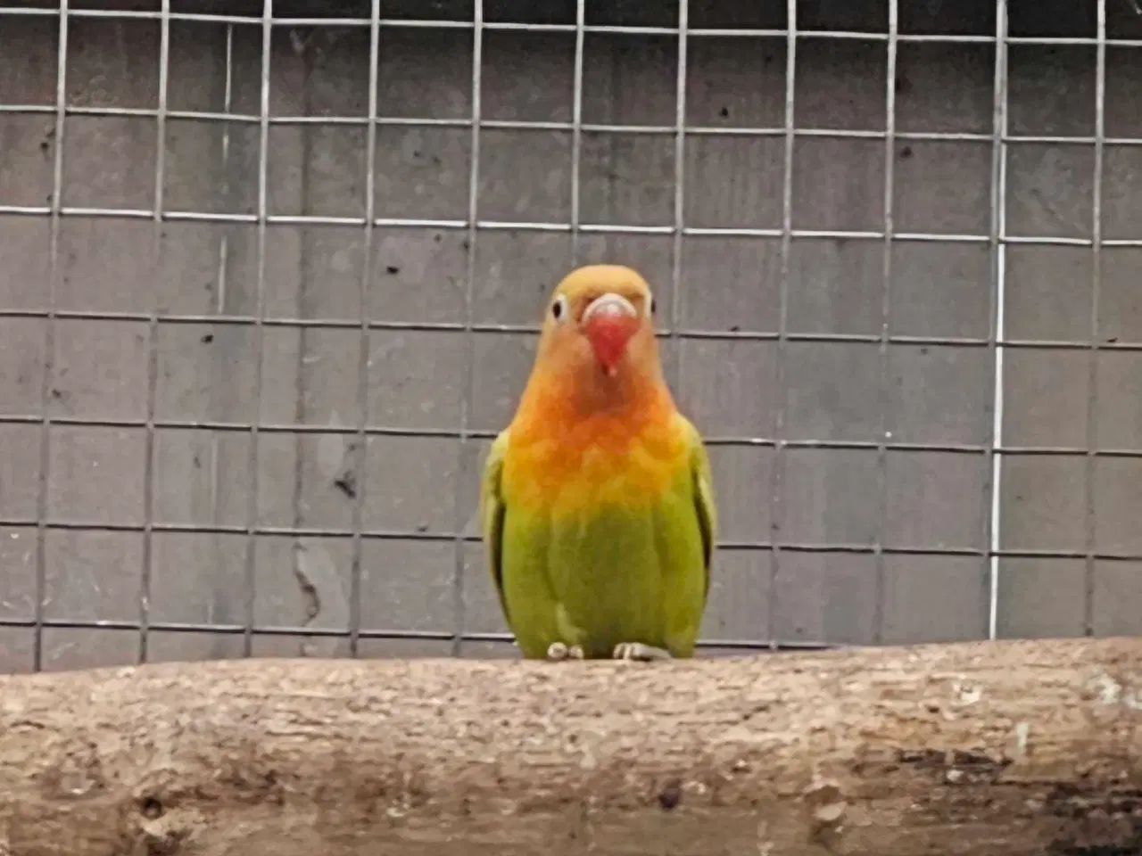 Billede 3 - Rødhovedet dværgpapegøje 