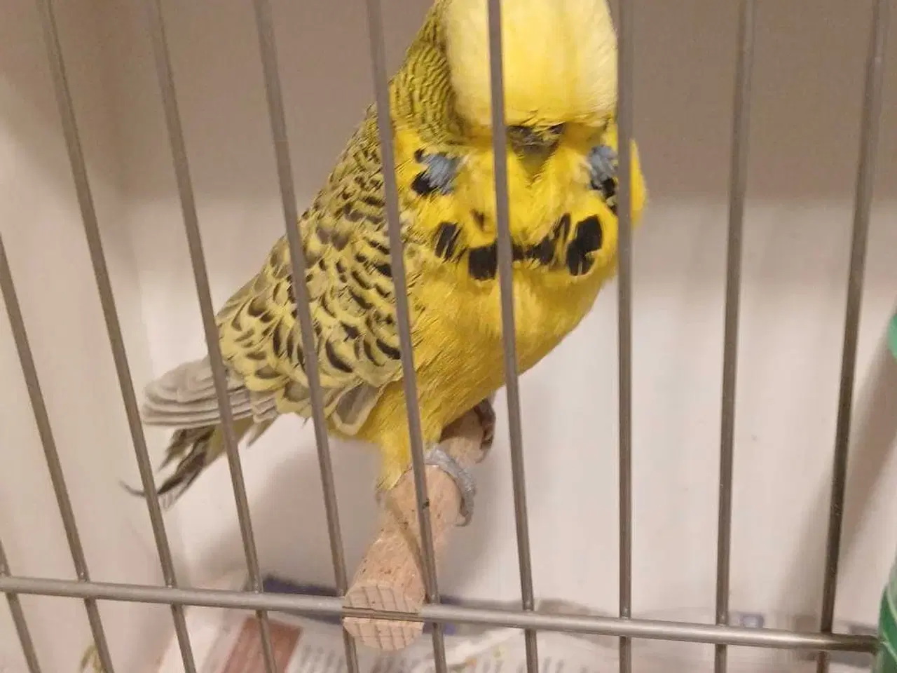 Billede 8 - 1 par Engelske undulater 