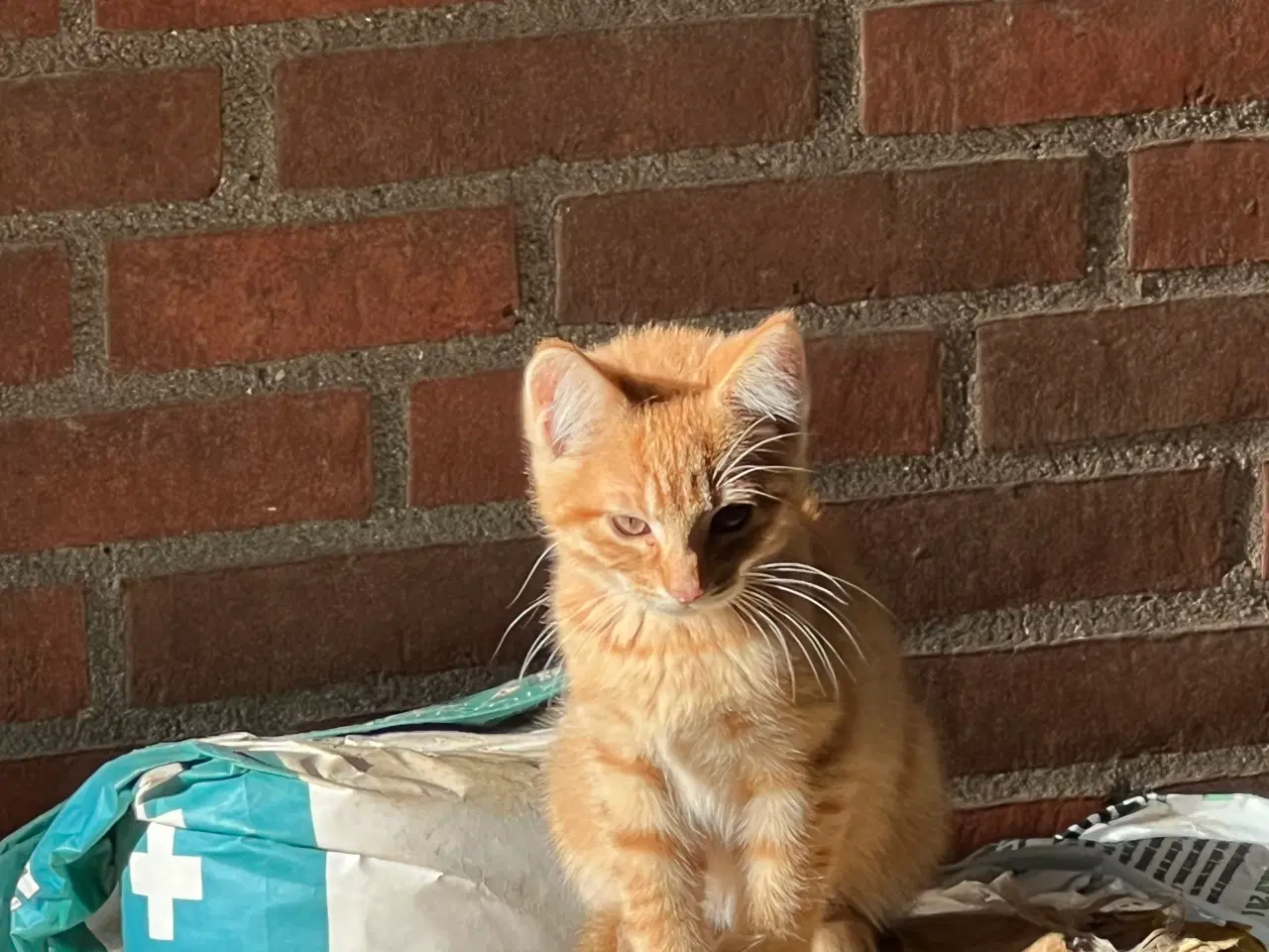 Billede 3 - Salgsklare killinger