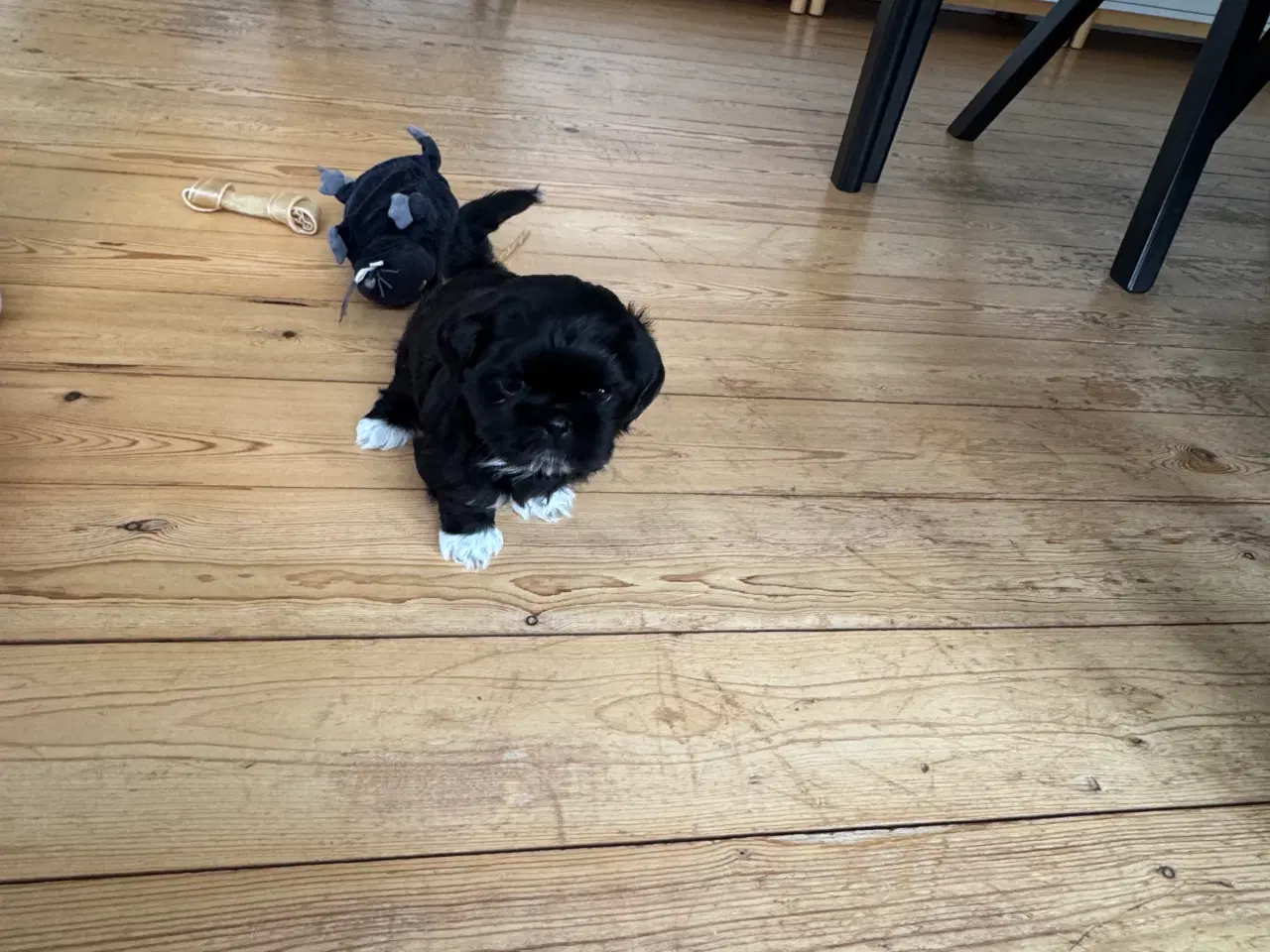 Billede 5 - Shih tzu hvalpe