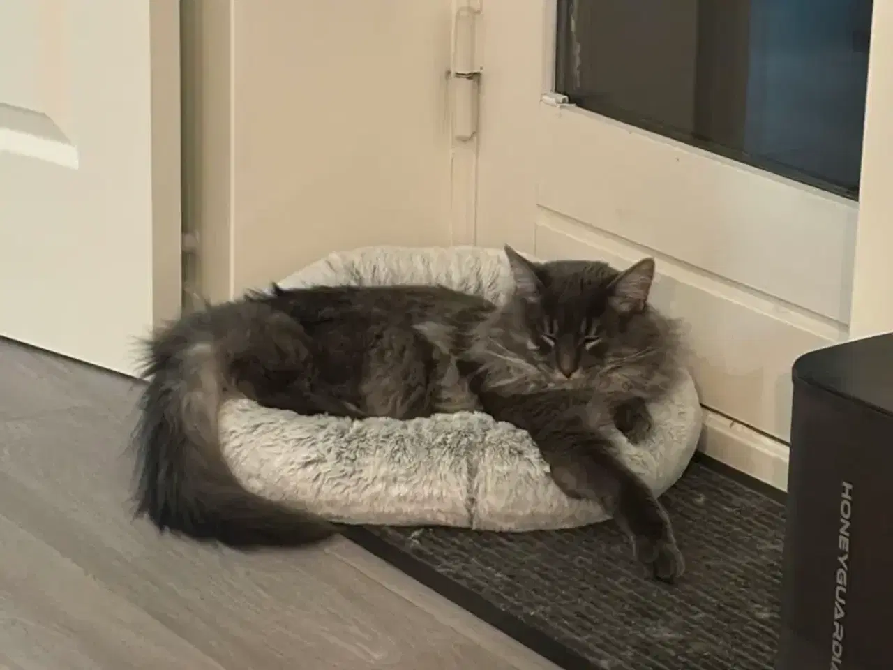 Billede 7 - Frida og Findus søger nyt hjem