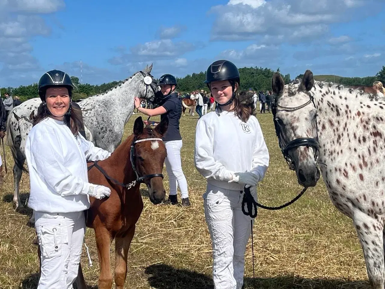 Billede 6 - Dansk Sports Pony 