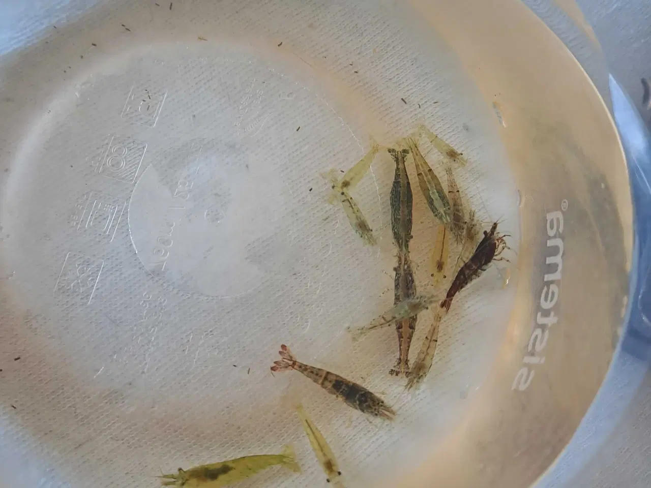 Billede 1 - Blandede rejer