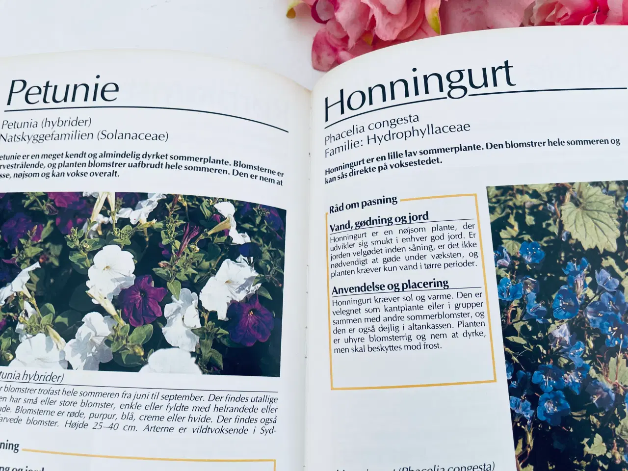 Billede 13 - Alt om stueplanter 