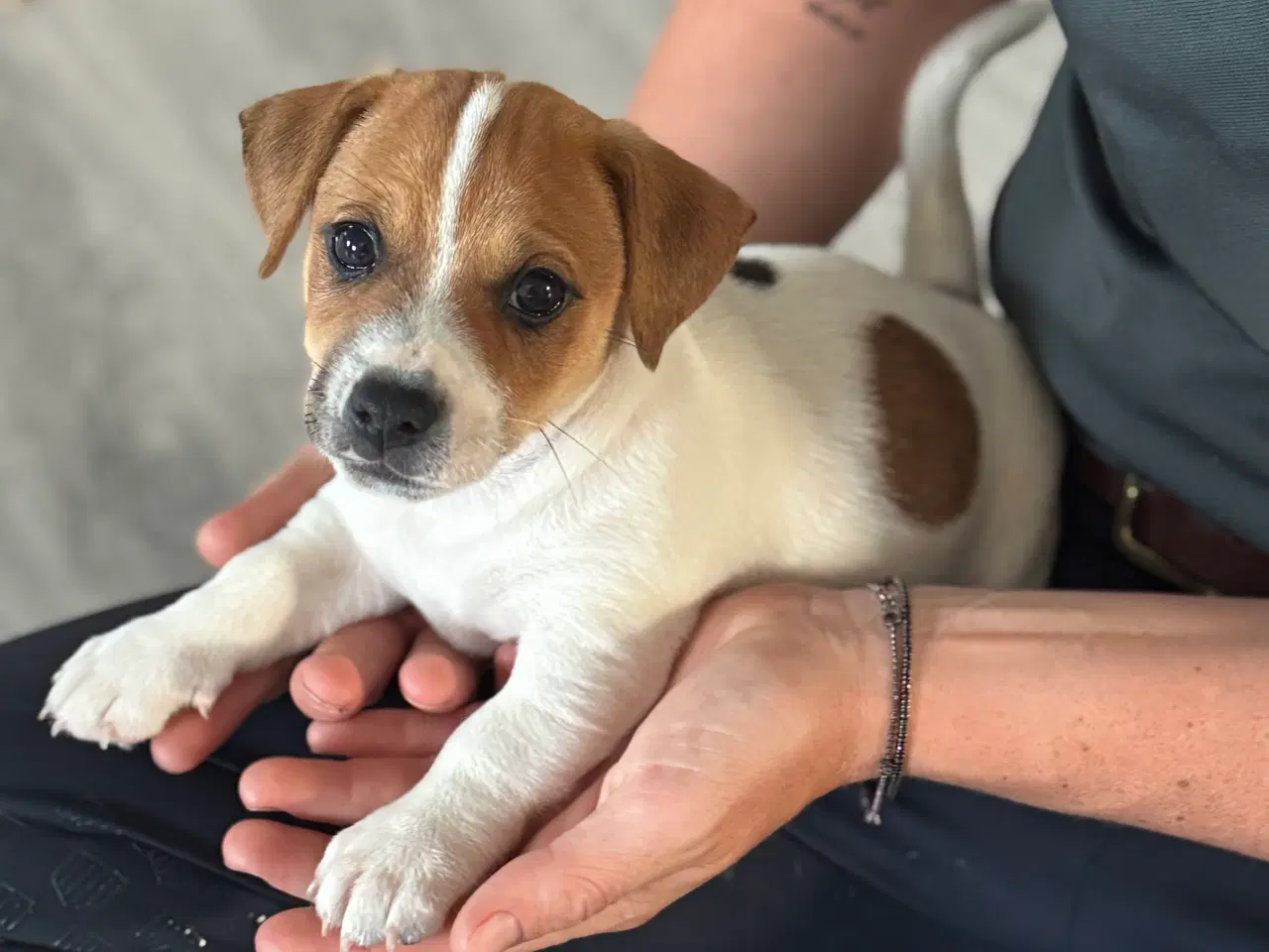 Billede 1 - Jack Russel hvalpe