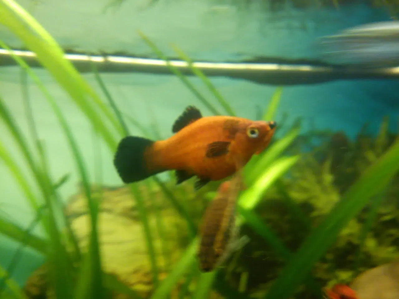 Billede 2 - Rød Wagtail Platy.