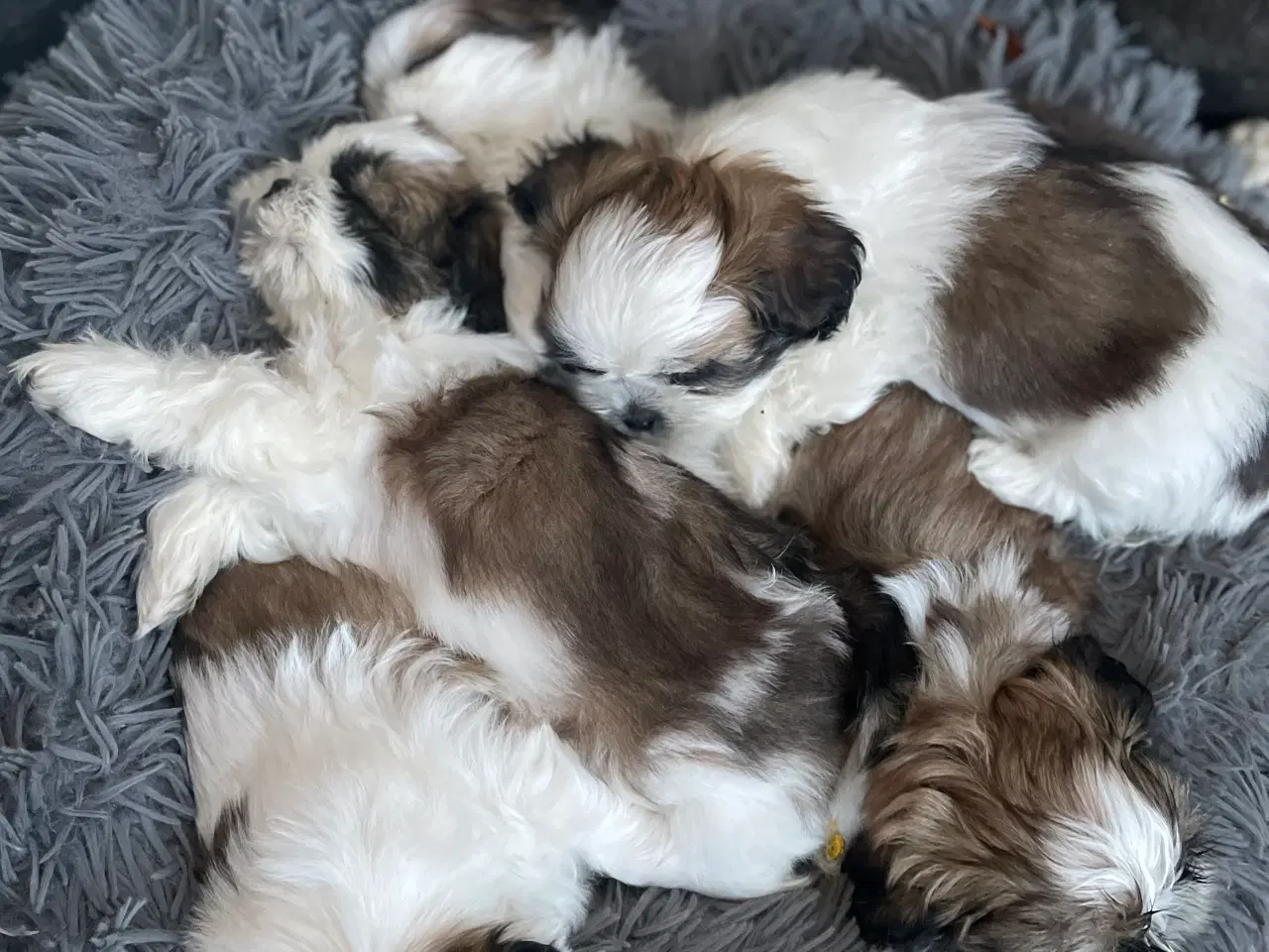 Billede 16 - 4 små Shih Tzu hvalpe mangler nye hjem🐶