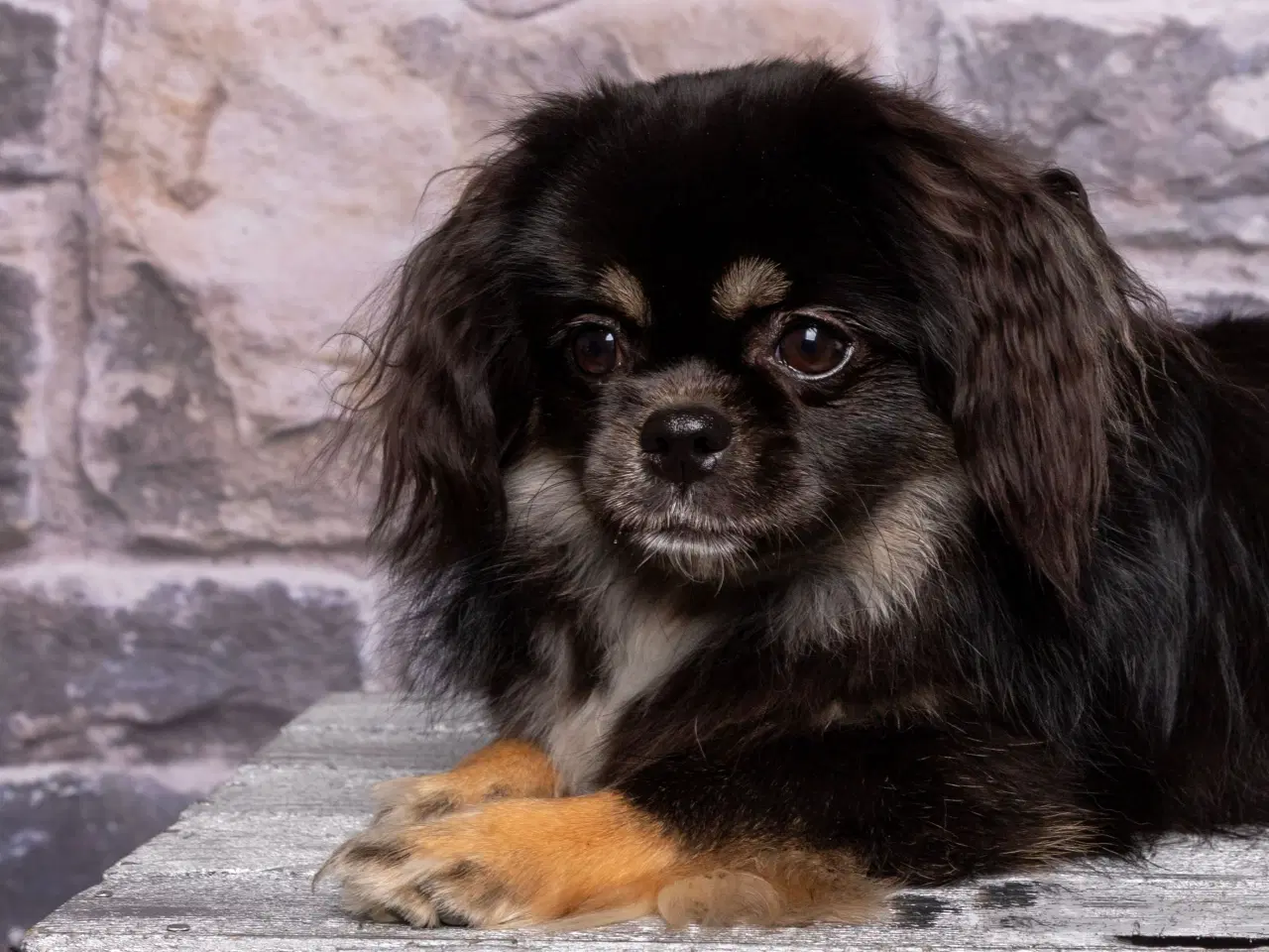 Billede 7 - Tibbe-hvalp, 9 uger