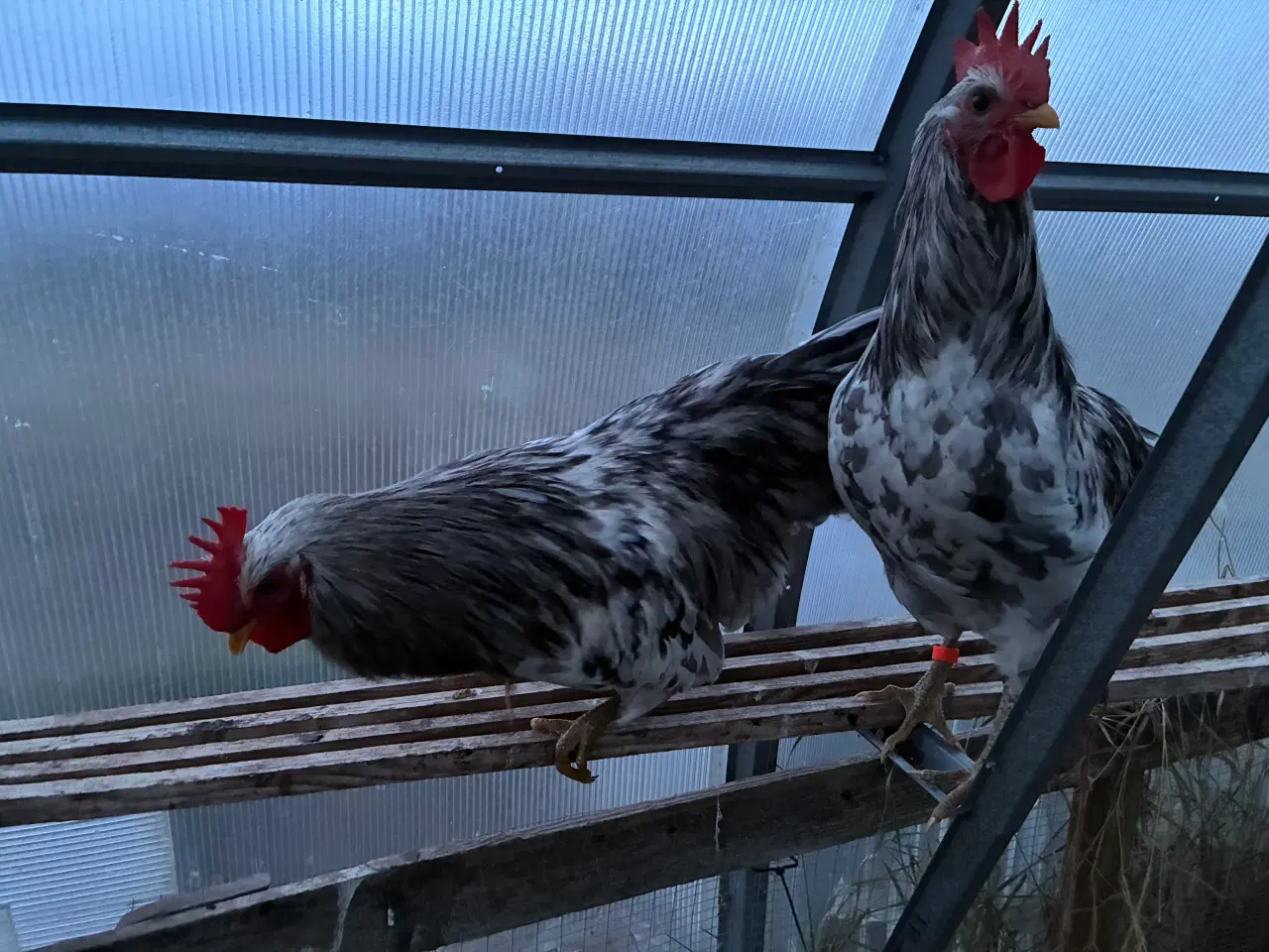 Billede 3 - Silverrruds blå, ung hane i splash-farvet 