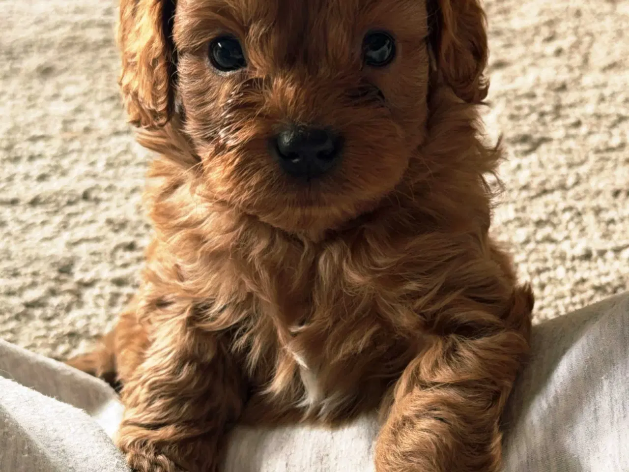 Billede 2 - Cavalier puddel 