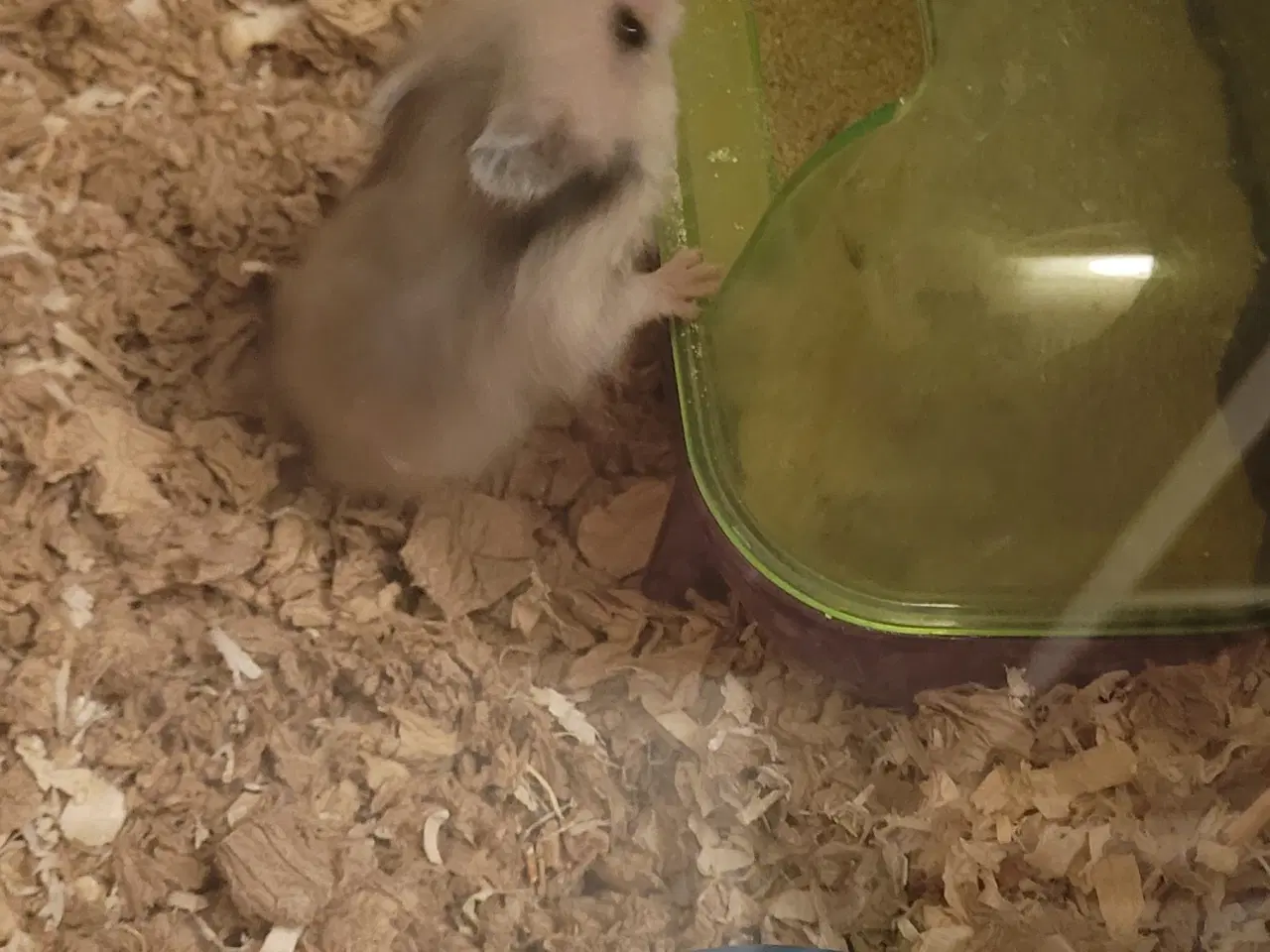 Billede 1 - Guldhamster unger