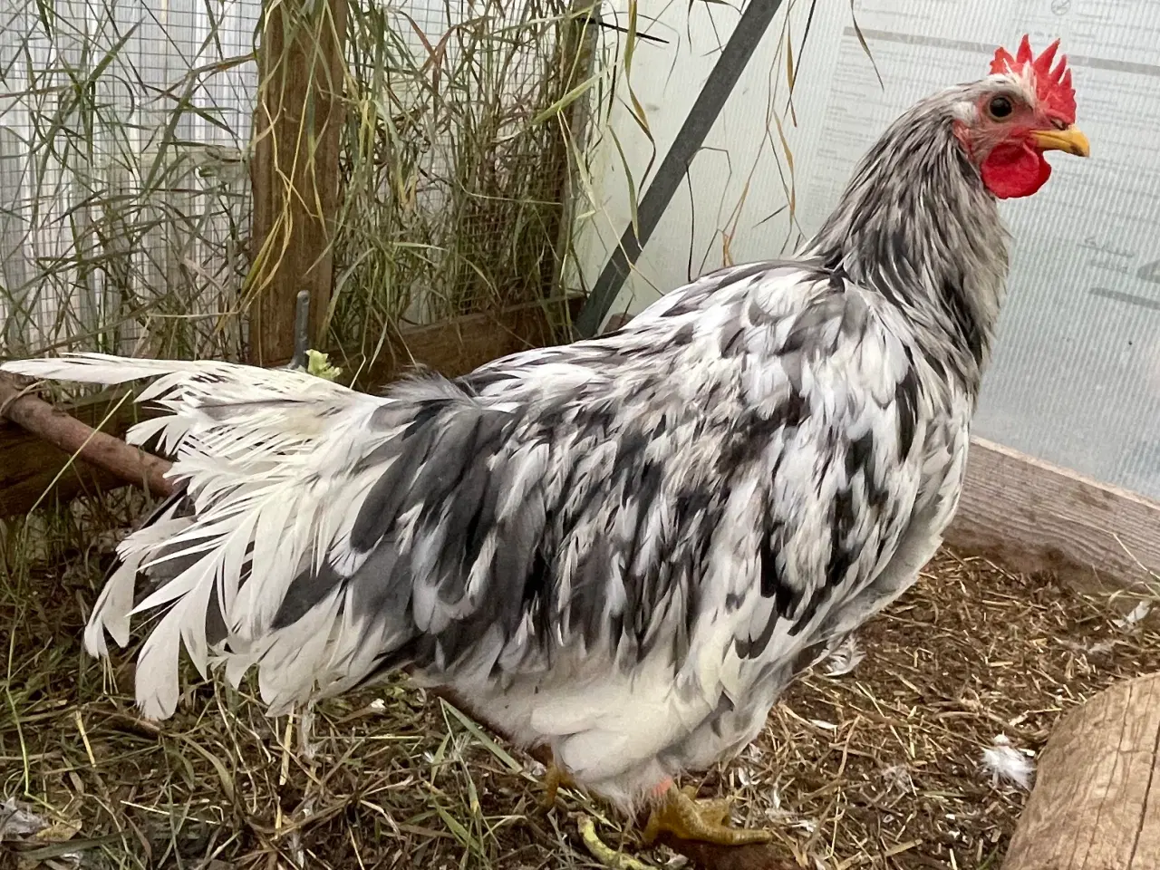 Billede 1 - Silverrruds blå, ung hane i splash-farvet 