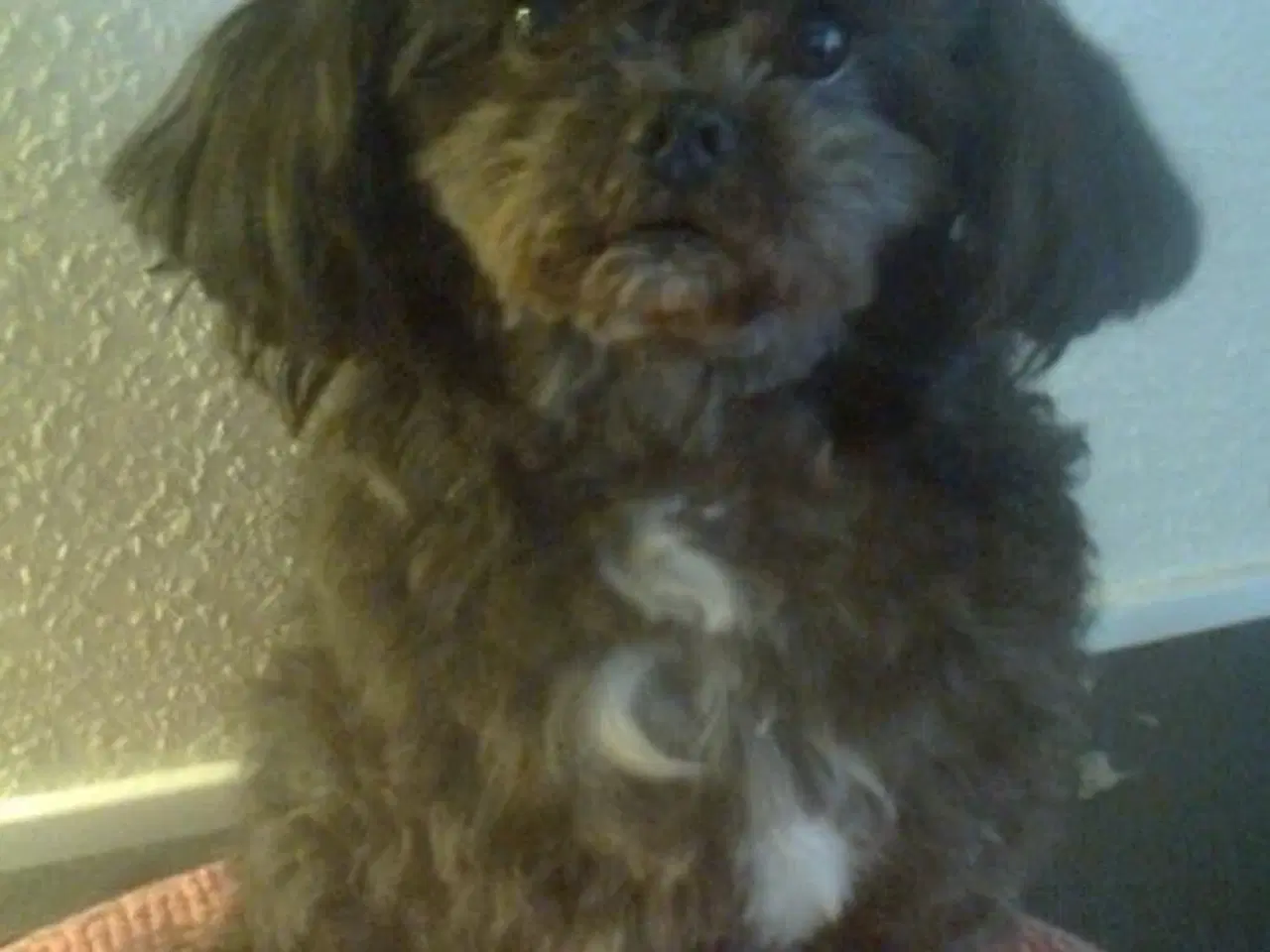 Billede 4 - Skønneste og dejligst pomeranian-/pomeran-blanding