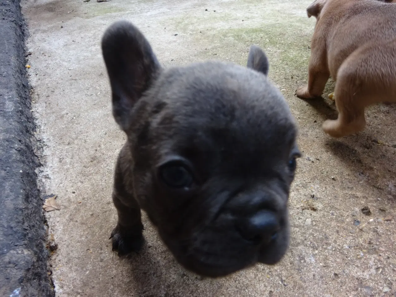 Billede 2 - frenchies fransk bulldog hvalpe