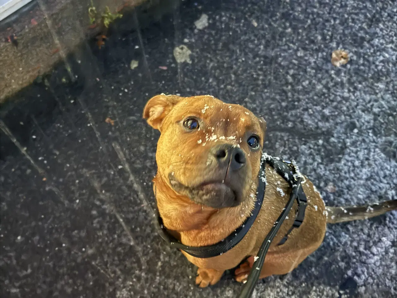 Billede 2 - Staff blanding