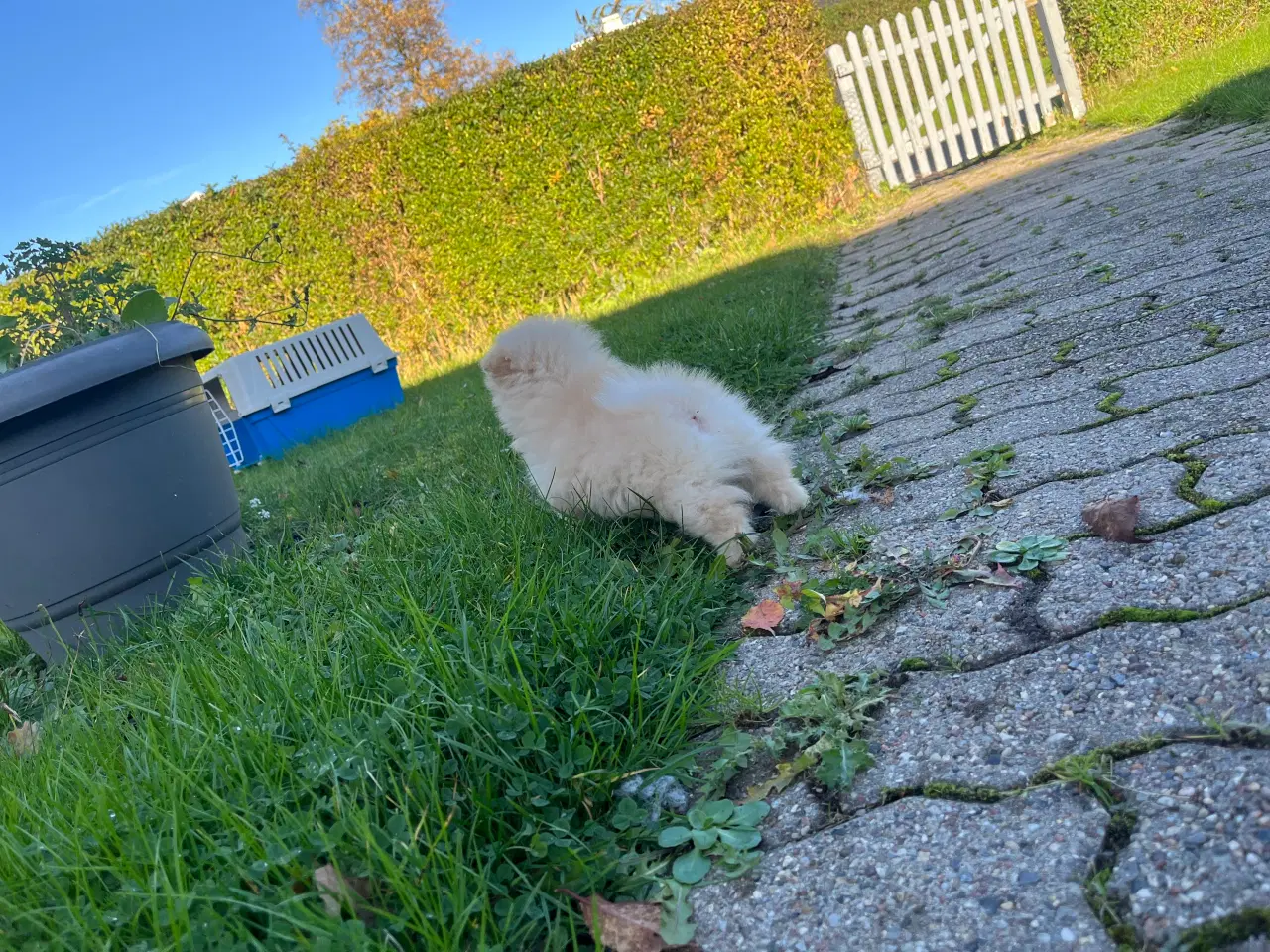 Billede 4 - Så der kun lille Ludvig tilbage