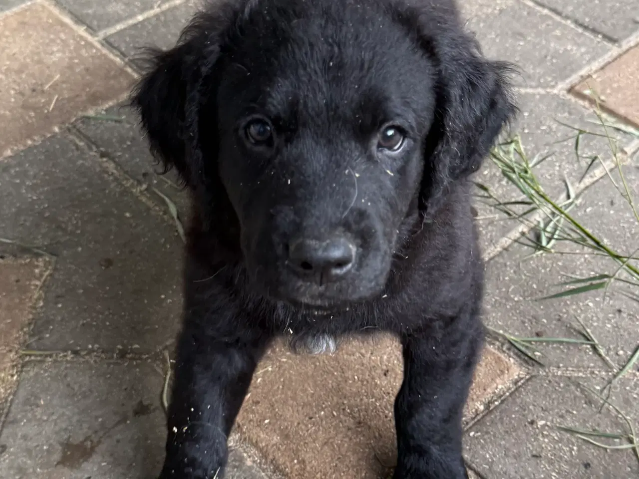 Billede 11 - Golden Retriever blanding, han