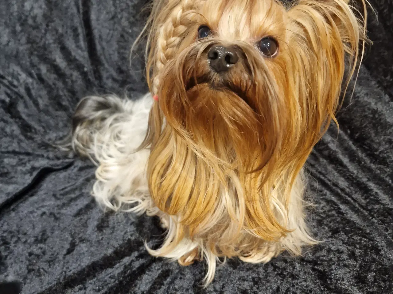 Billede 5 - Smuk Yorkshire terrier hanhund  tilbydes til avl!