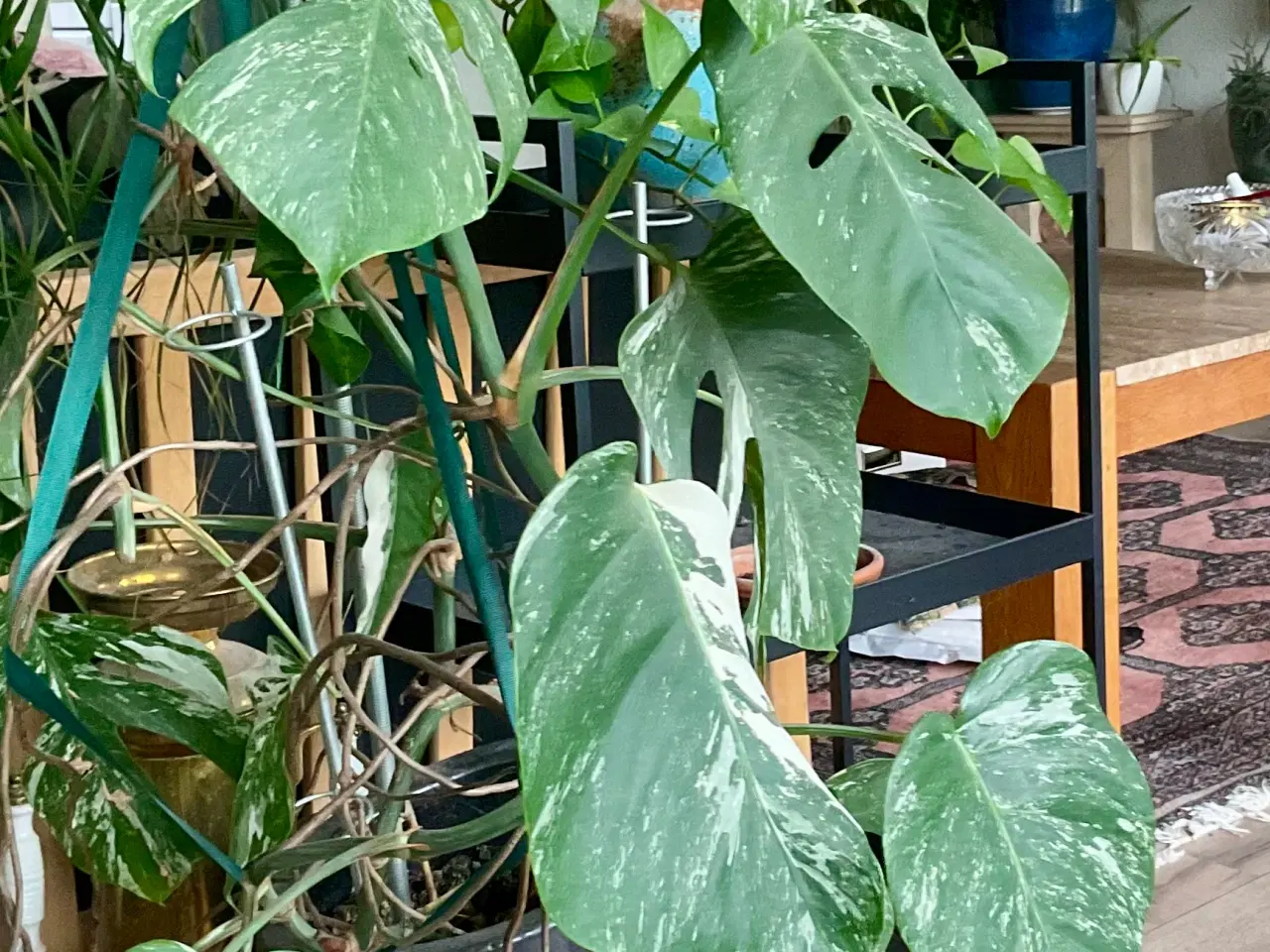 Billede 2 - Monstera Alba Variegata