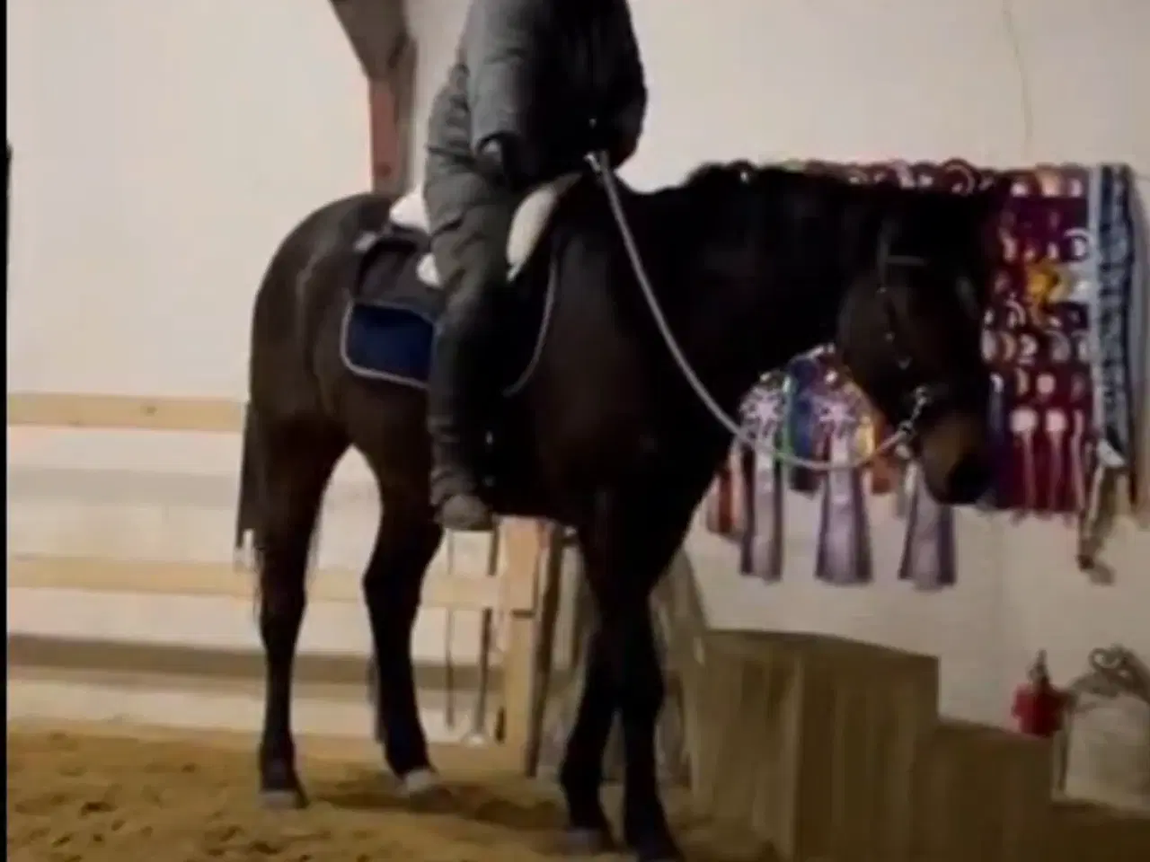 Billede 2 - Dejlig Vallak sælges