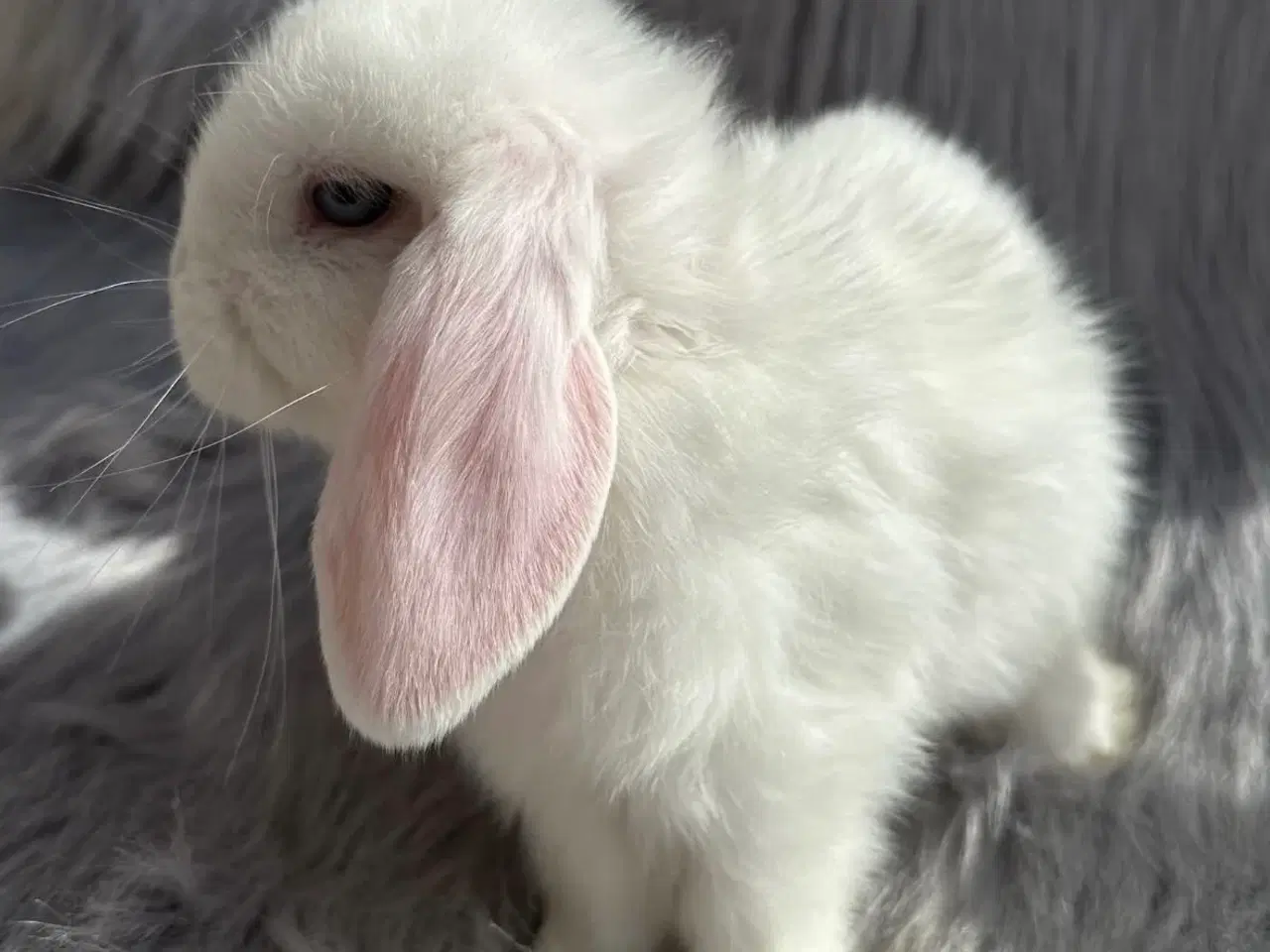 Billede 4 - Ægte minilop kaninunge