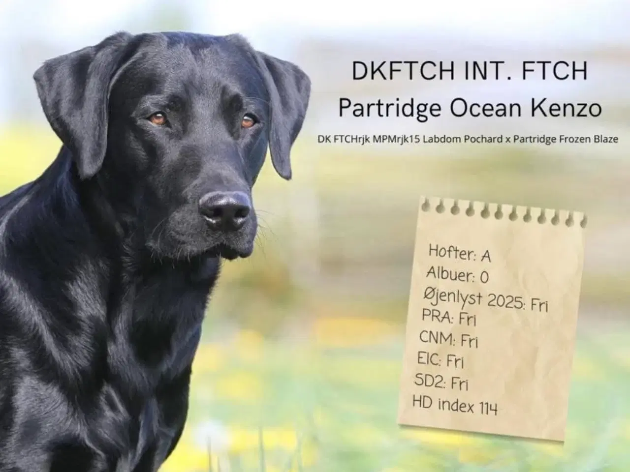 Billede 7 - Labrador hundehvalp