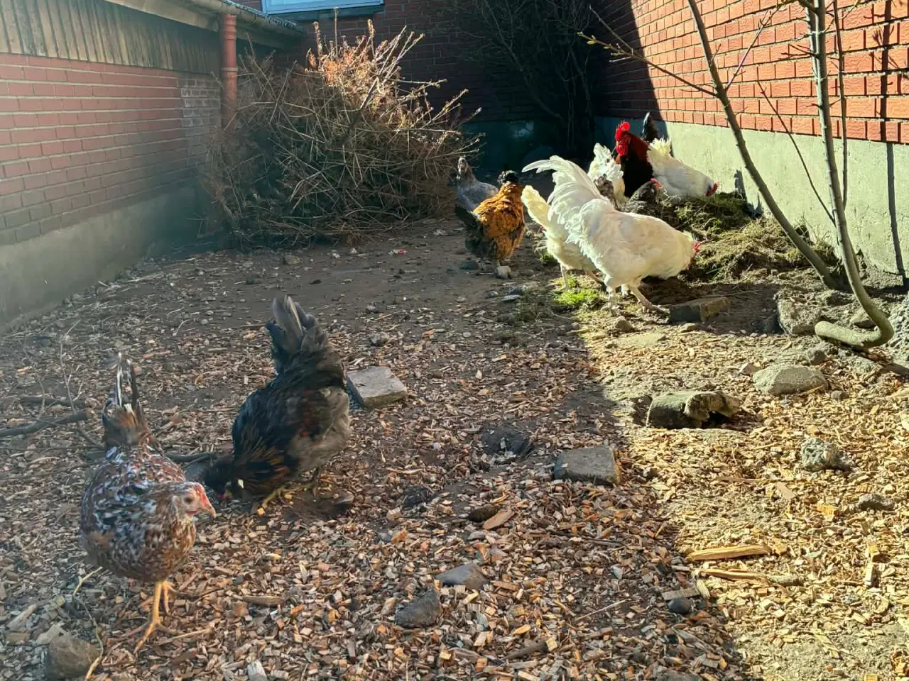 Billede 5 - Blandet kyllinger med grønlægger i 