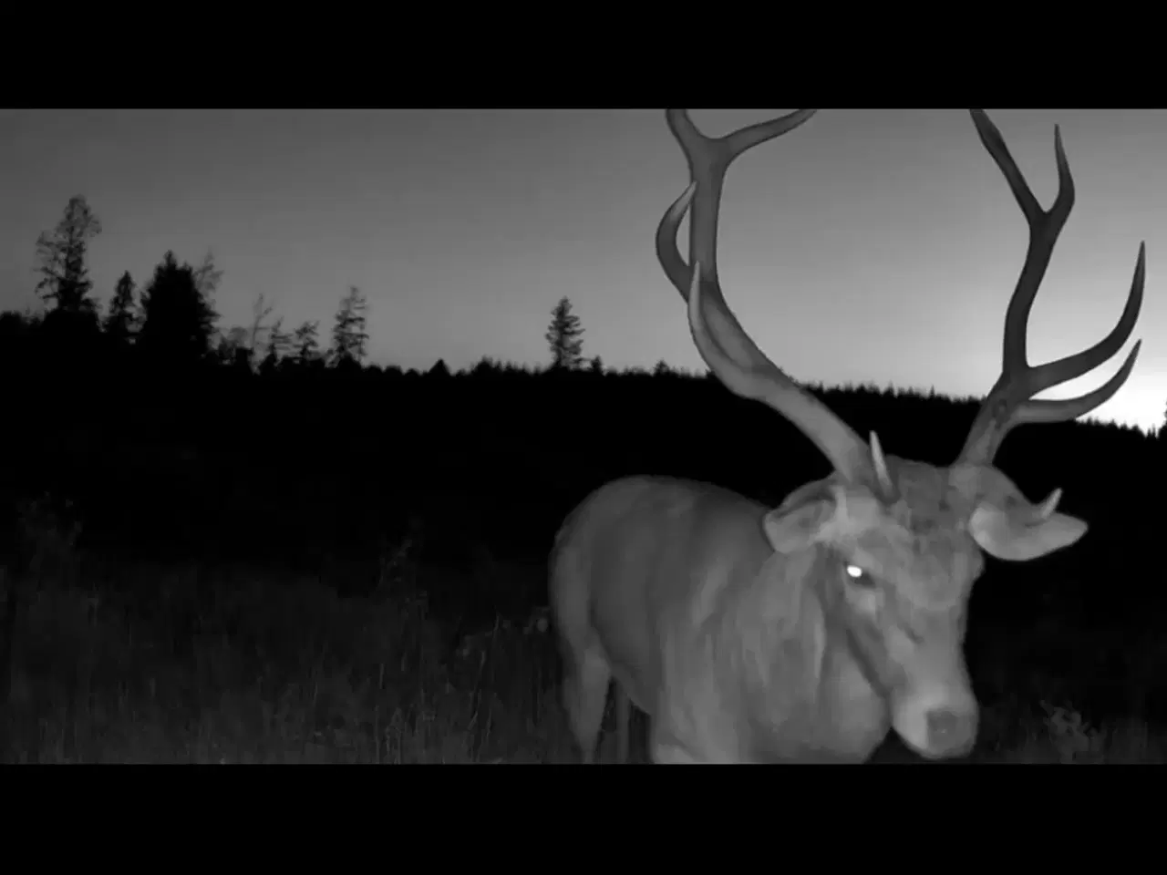 Billede 3 - Helt nyt Live Vildtkamera 