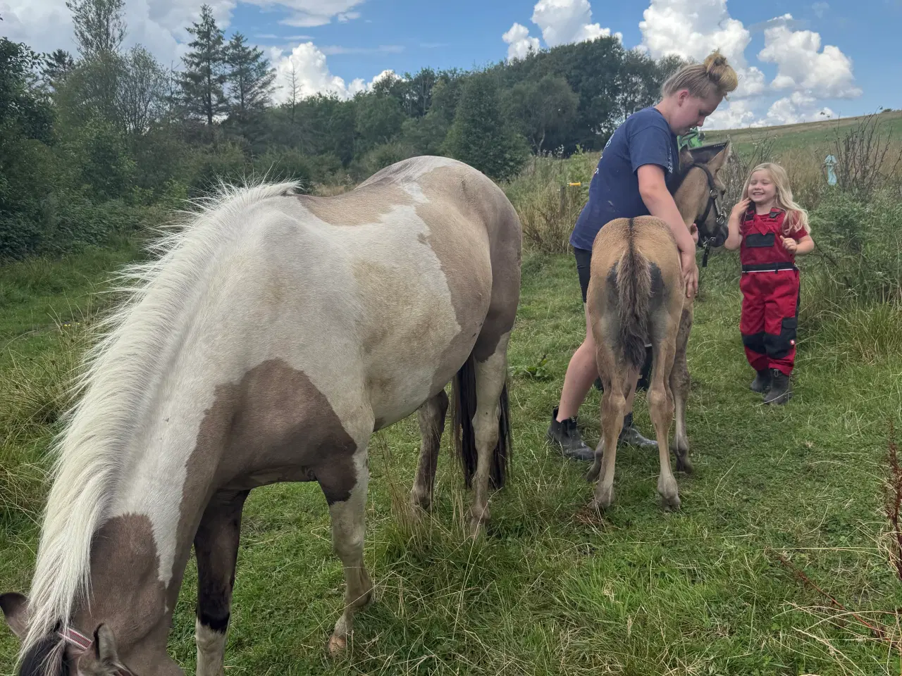 Billede 5 - 3 årig hoppe med føl 