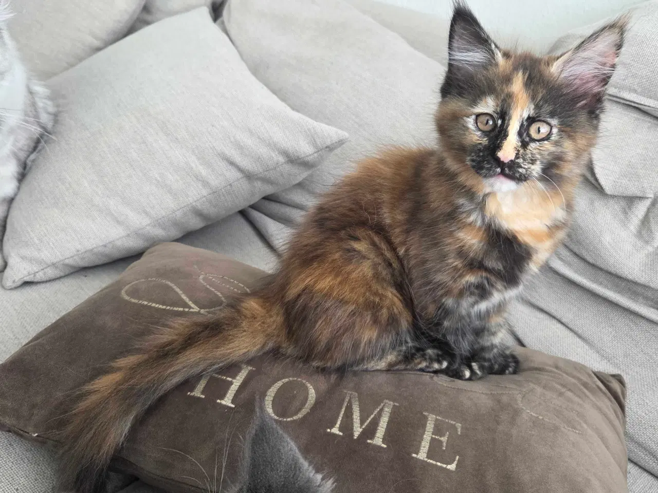 Billede 6 - To Maine coon hunkatte