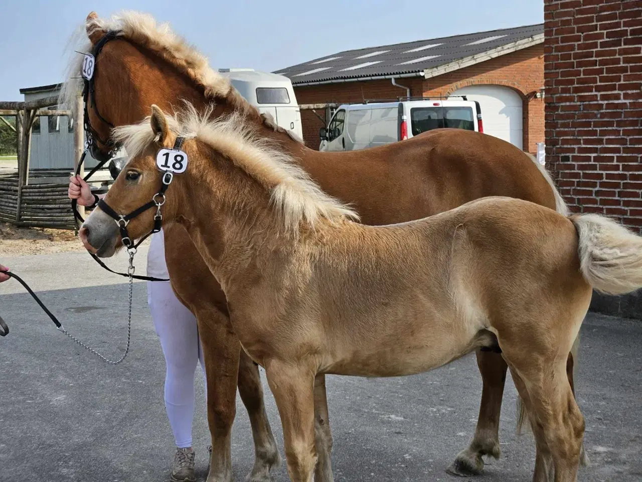 Billede 5 - Lækker haflinger føl 