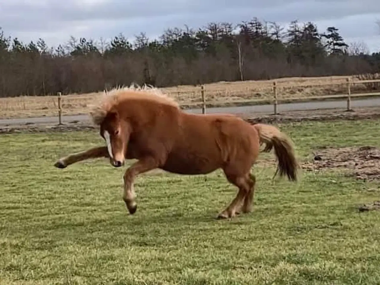 Billede 4 - 2 års islænder hoppe