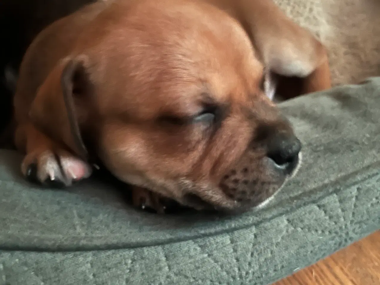 Billede 6 - Skønne og dejlige Staff hvalpe