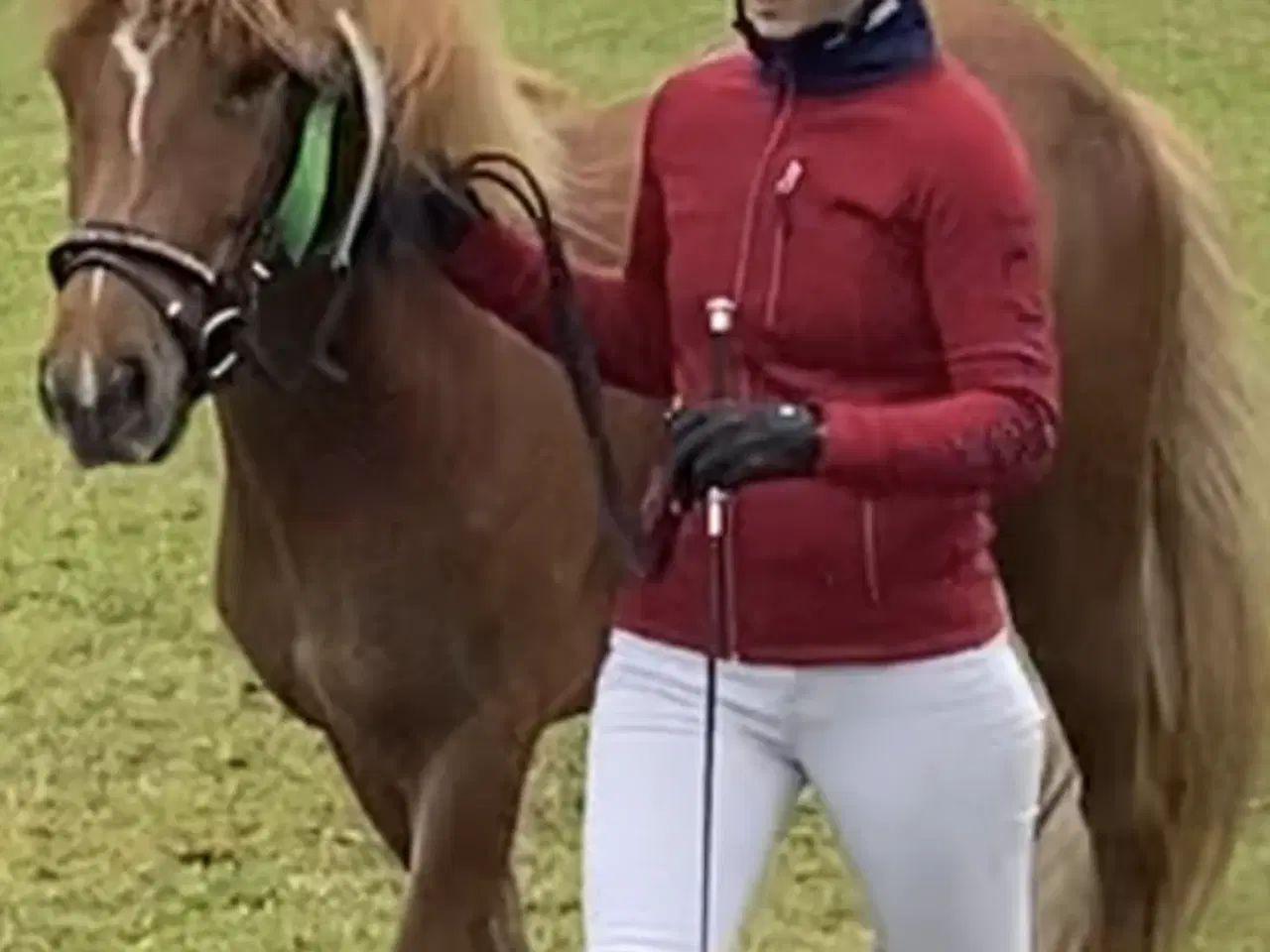 Billede 4 - Islænder hoppe