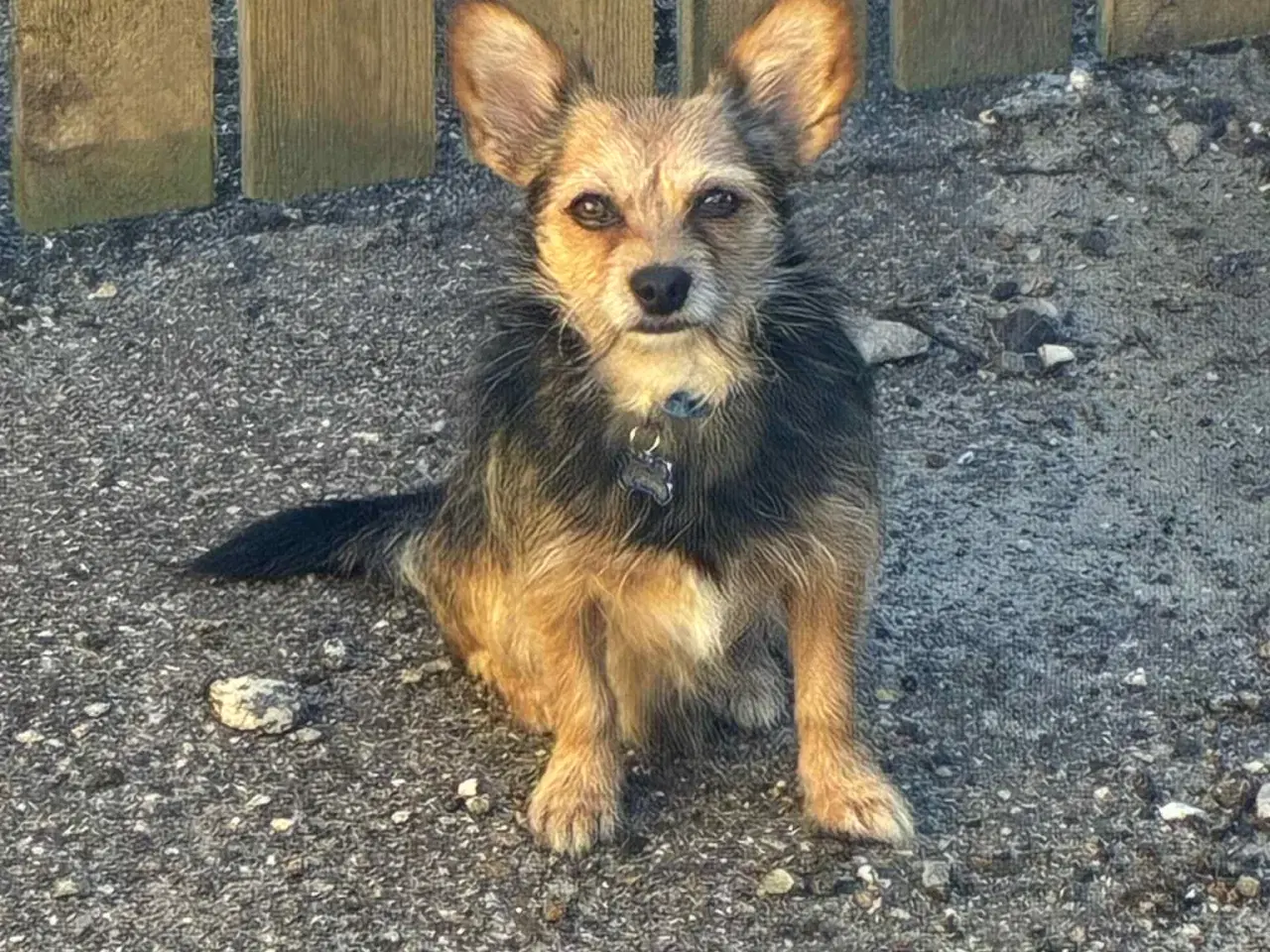 Billede 2 - 3 år han hund 
