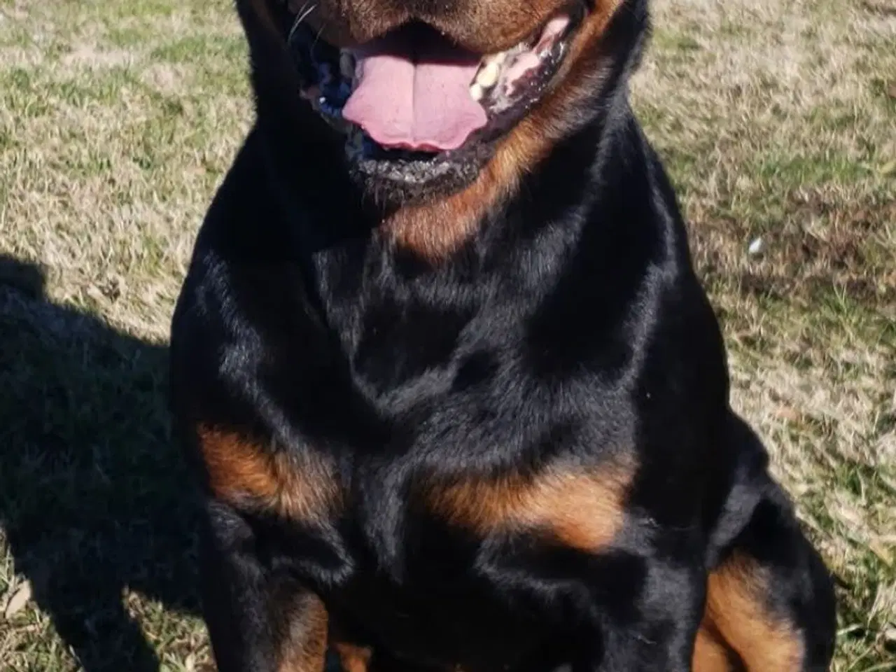 Billede 2 - Rottweiler hvalpe sælges 