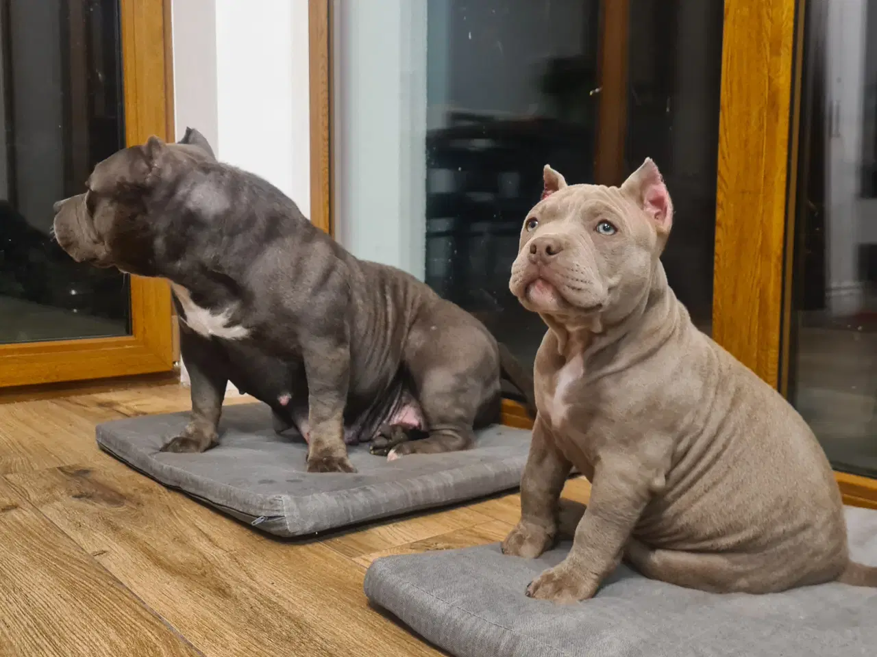 Billede 10 - American Bully pocket 