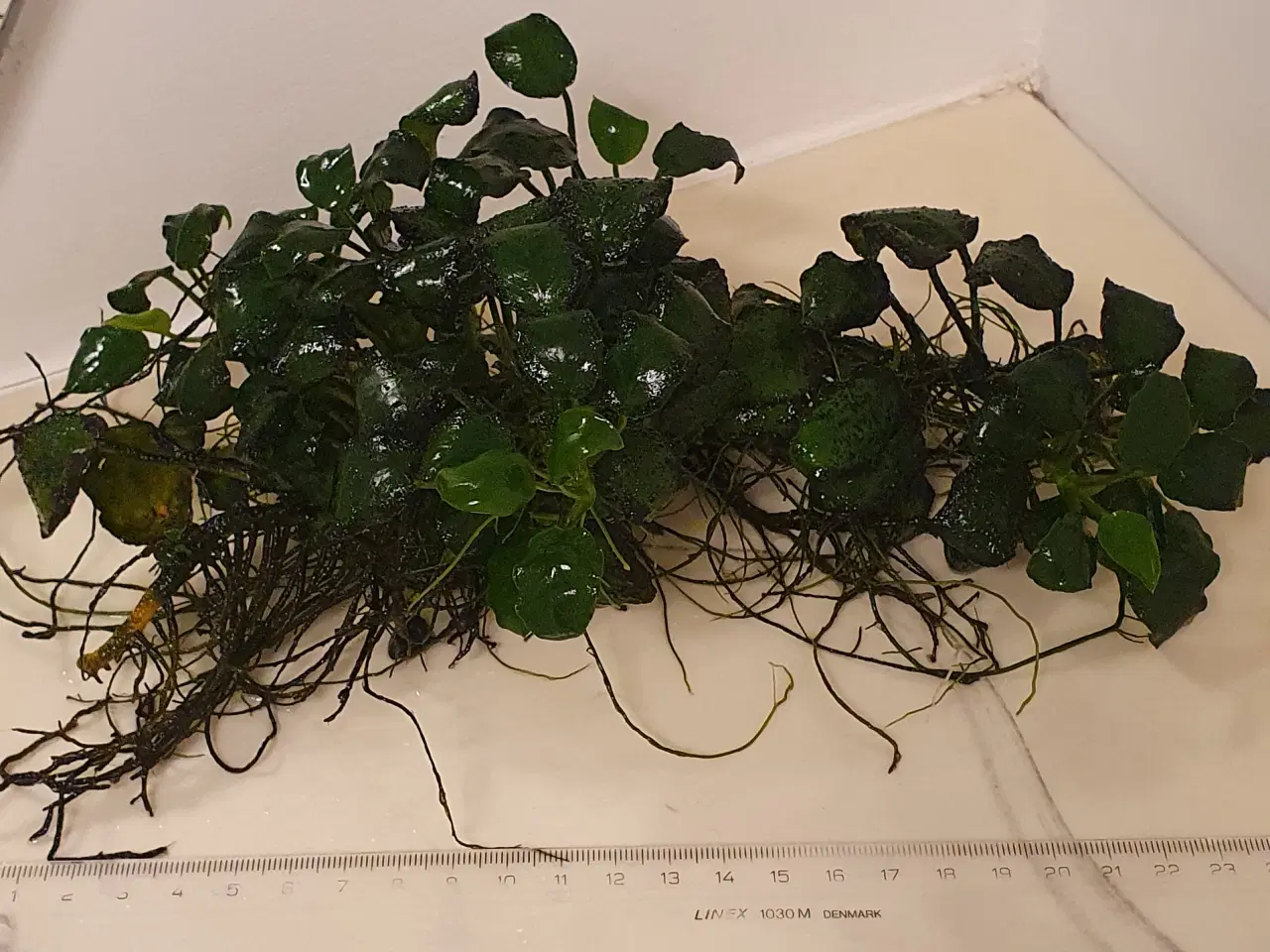Billede 5 - Anubias. Akvarie planter 25x10