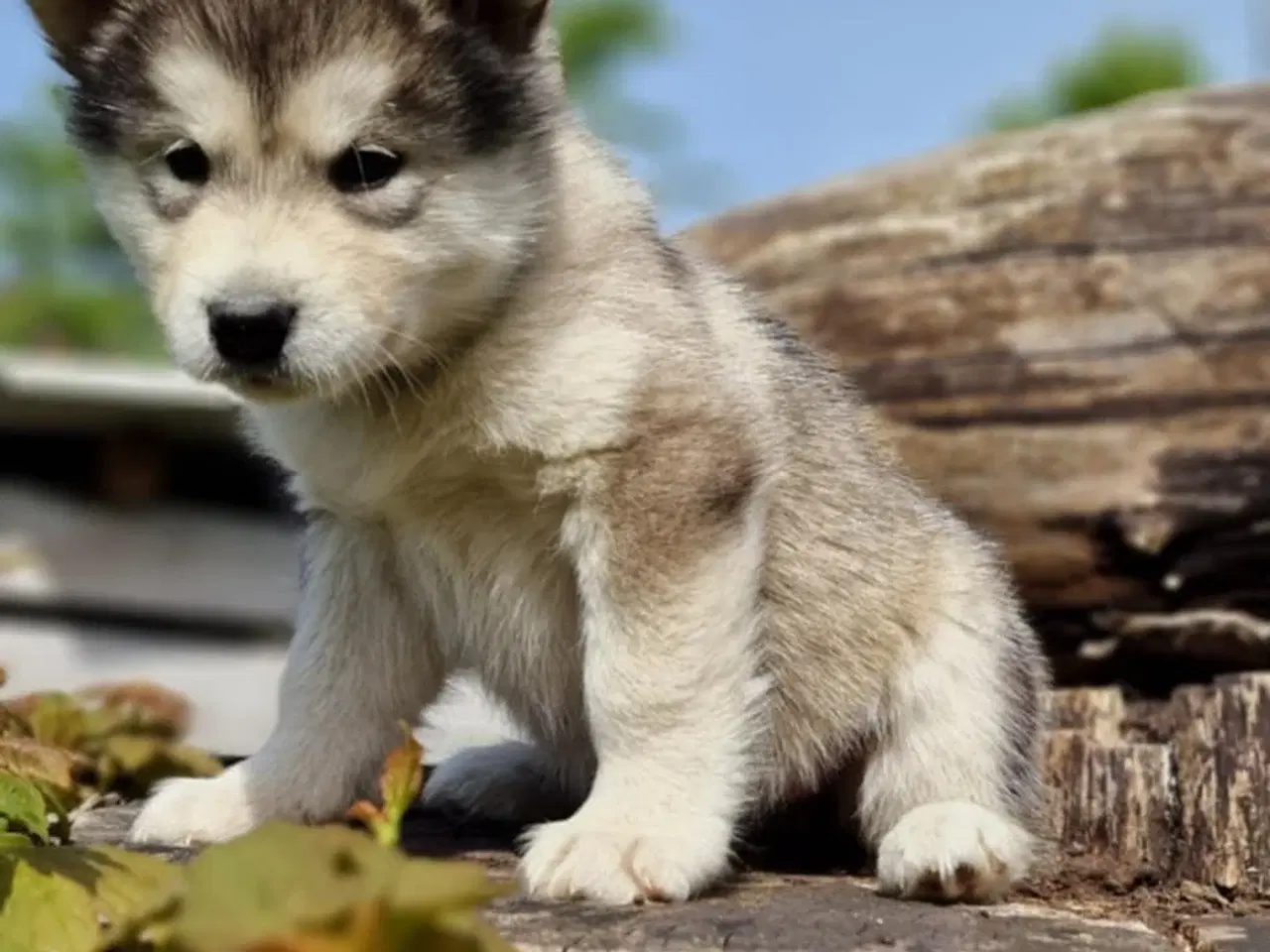 Billede 1 - Alaskan Malamute hvalpe til salg –smukke og sunde!