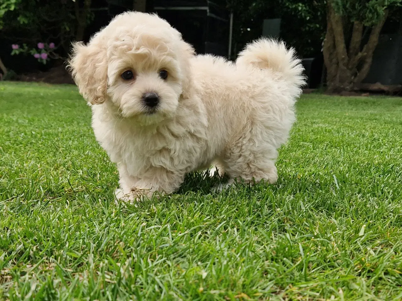 Billede 14 - Havapoo Bamser Puddel & Bichon Havanais