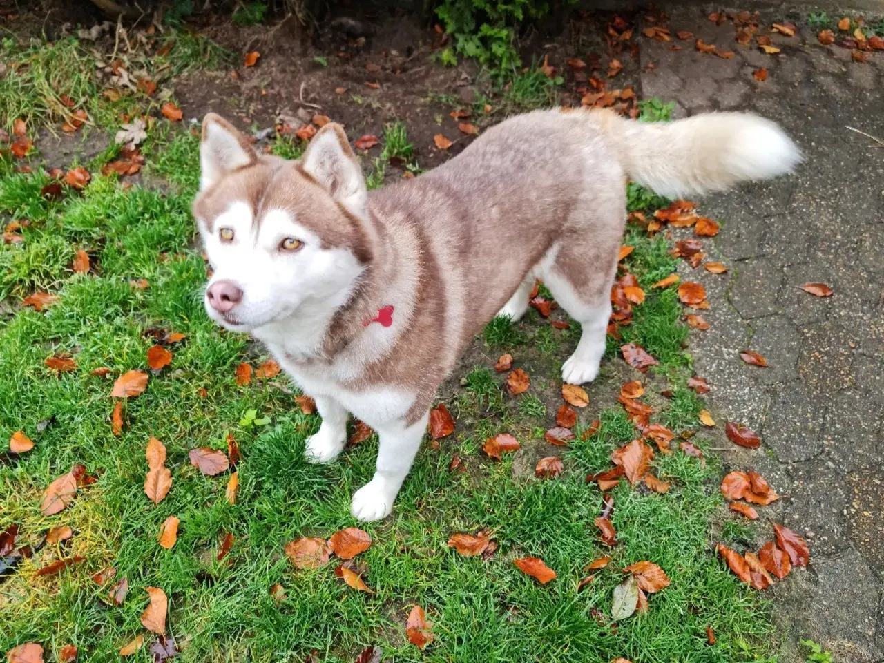 Billede 5 - Dejlig husky pige på 3 år søger nyt hjem