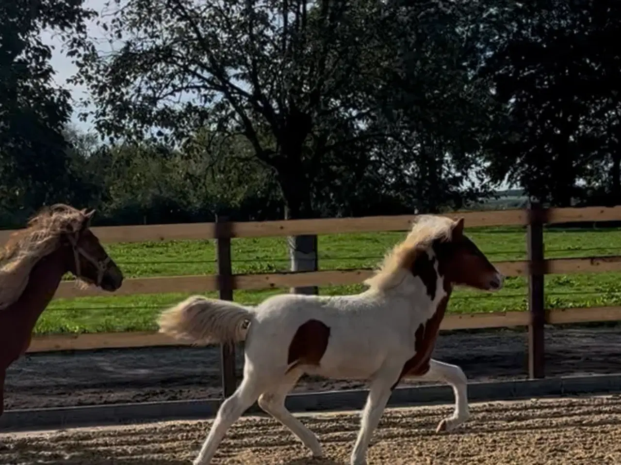 Billede 3 - Lækreste føllebasse efter Sigursteinn