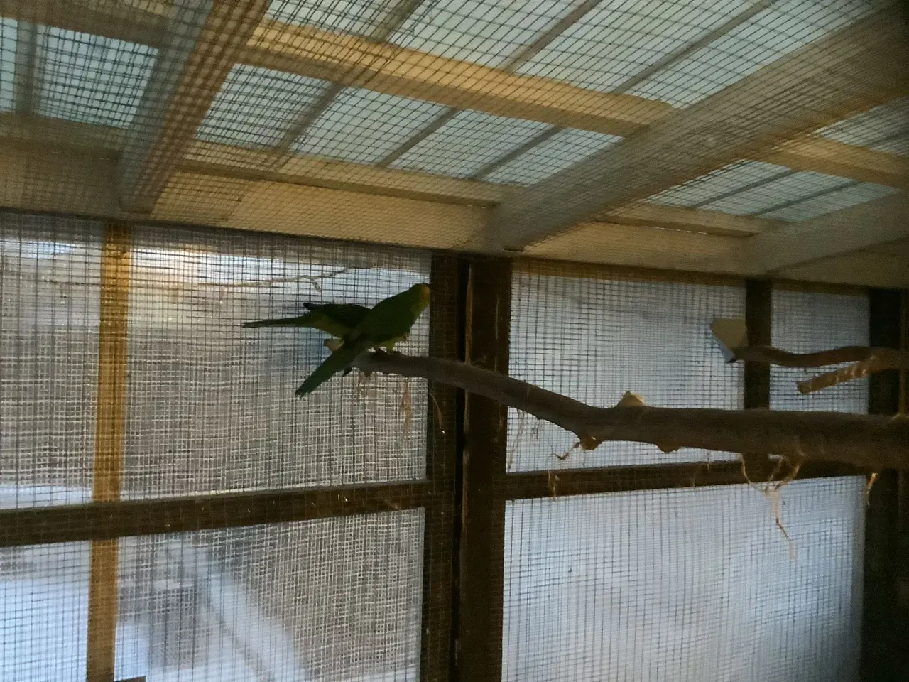 Billede 3 - Hornparakitter fra 2025 til salg