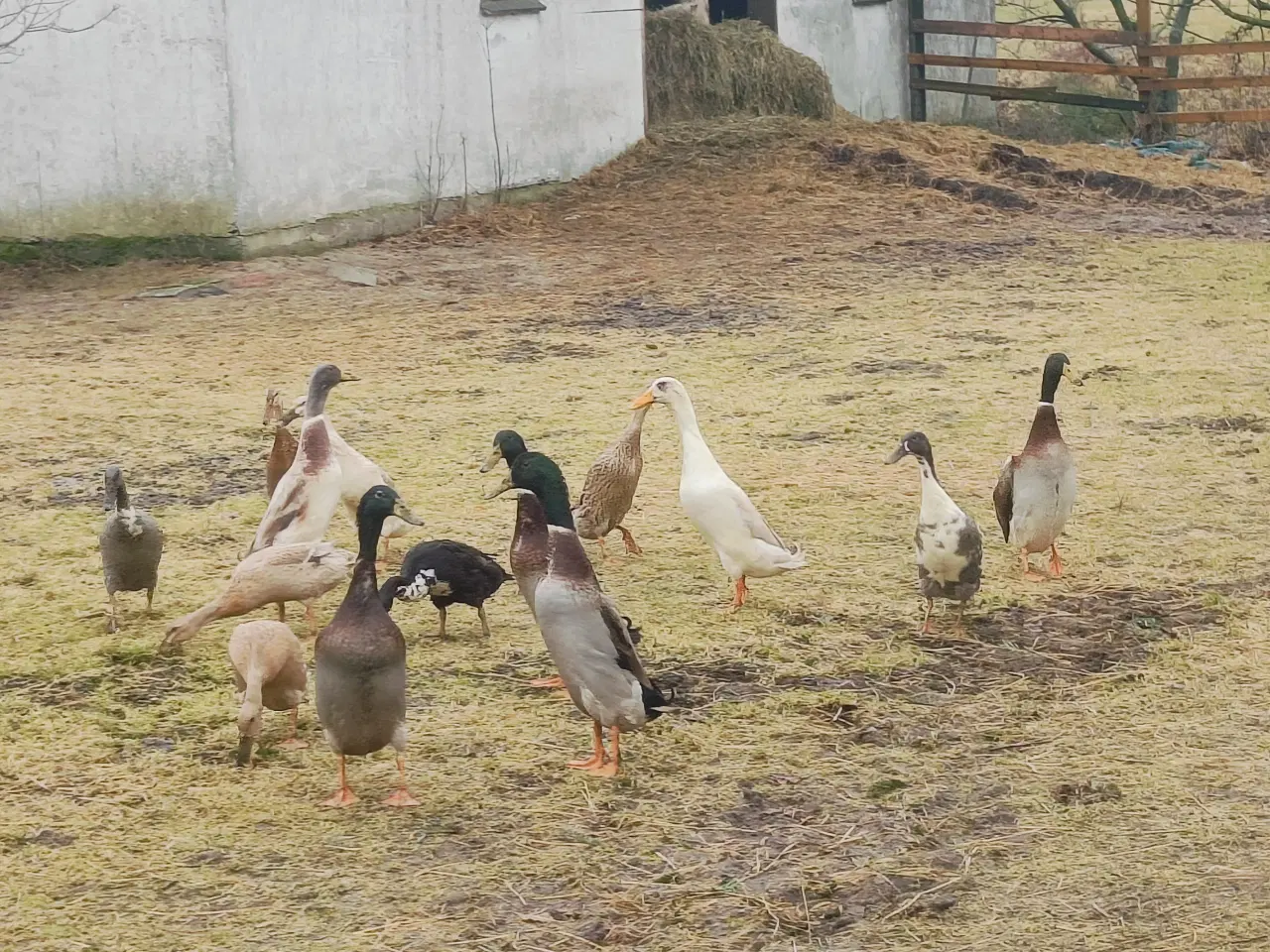 Billede 1 - Rugeæg fra løbeænder 