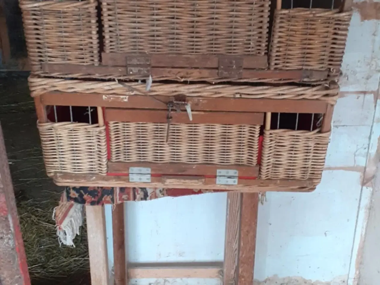 Billede 5 - Brevduer unger og Træningekurve