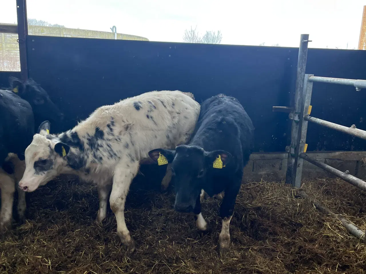 Billede 2 - Krydsningskvier