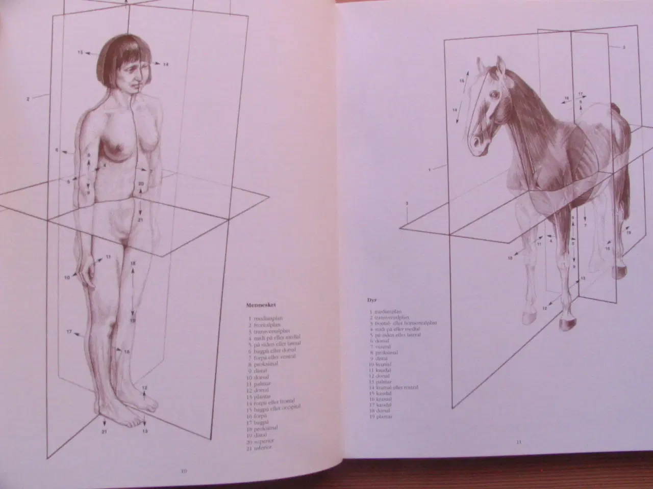 Billede 3 - Anatomisk tegnelære Menneske