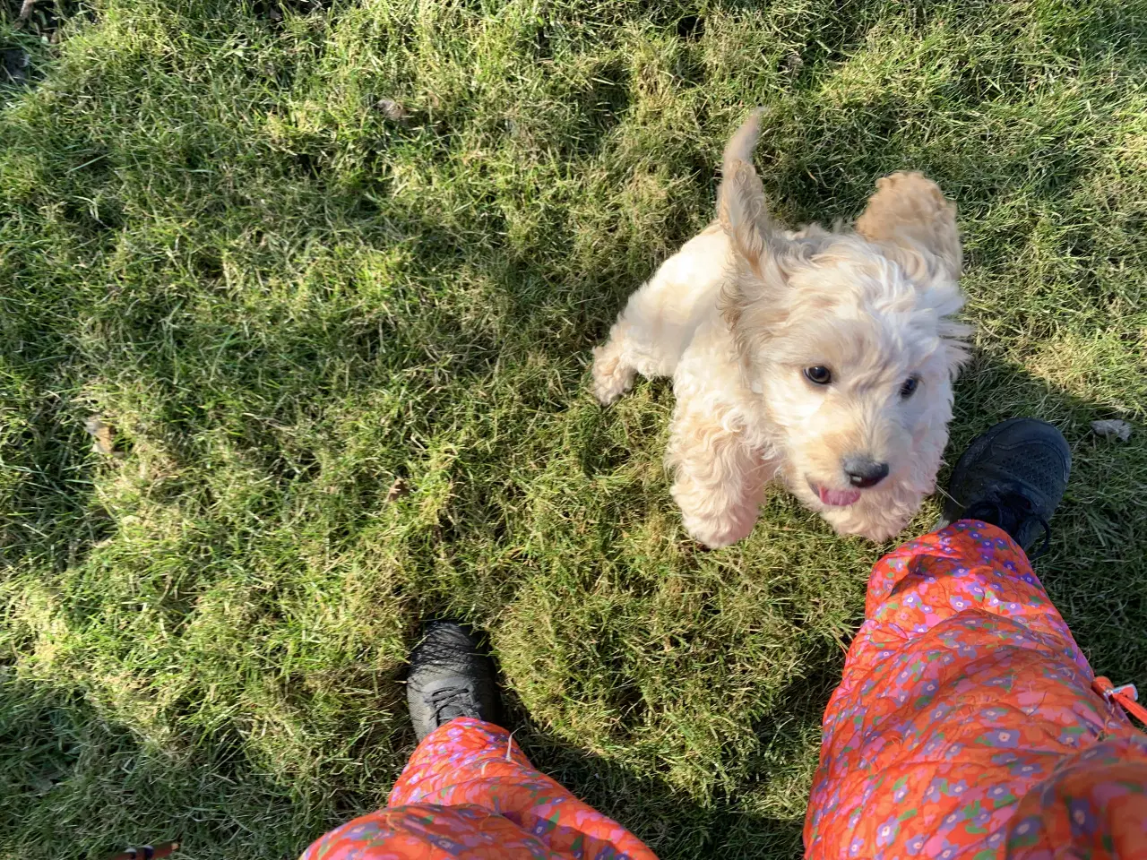 Billede 13 - Amerikansk Cockerpoo F1b pige 