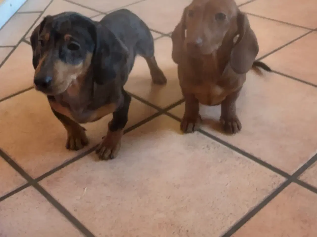 Billede 6 - Verdens sødeste gravhunde 