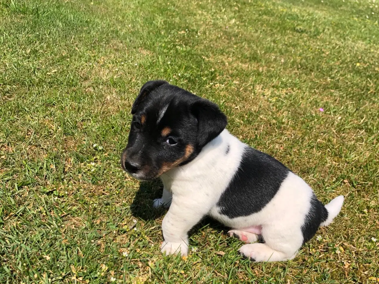 Billede 5 - Jack Russel Terrier